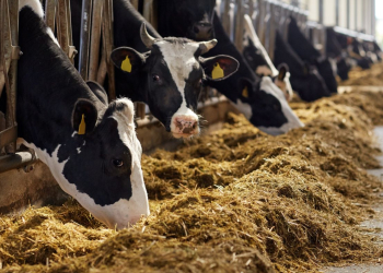 Free online sessions for Lake District farmers