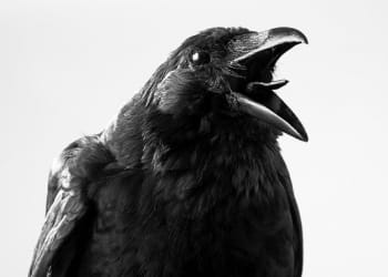 Longtown mum terrorised by crazy crow
