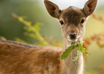 Police crackdown on deer poaching in south Cumbria