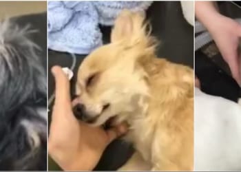 Three dogs killed in suspected poisoning