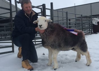 Penrith: Individual Inlamb Females and Geld Gimmer Hoggs