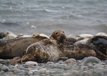 Vote for South Walney wildlife hides at your local Tesco