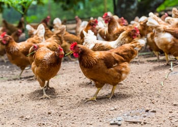 Fears of surge in dumped hens due to spike in lockdown pets and bird flu worries