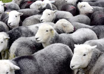 Herdy make national finals against stiff competition