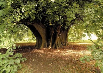 Cumbrian Cultural Group Uses Its Incredible Trees to Lure Visitors