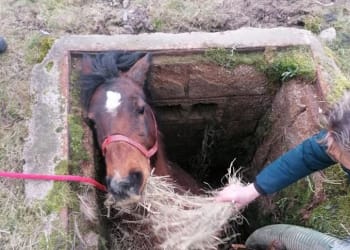 Trapped horse rescued by emergency services