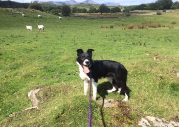 Advice for dog owners planning Lake District visit