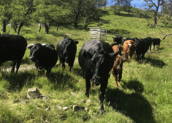 Safety advice issued to Lake District walkers near cattle