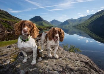 Festival dog walk for canine friendly town