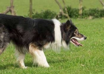 Sheep dog stolen in Red Dial burglary