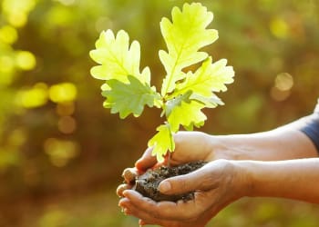 Schools and community groups across Cumbria urged to plant trees for Woodland Trust’s Big Climate Fightback