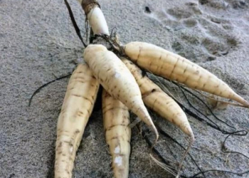 Dog walkers warned after lethal plant roots wash up on West Cumbrian beach