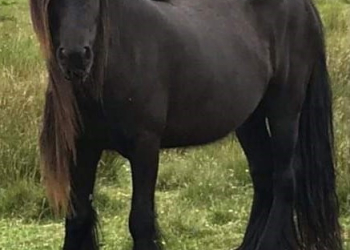 Pony stolen from Kirkby Stephen