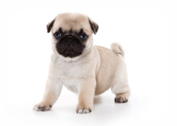 Workington MP demands Government tackles puppy smuggling
