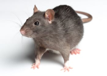 Pet rats take centre stage in Carlisle