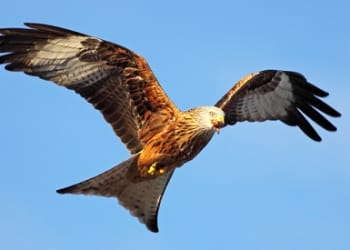 £4,000 reward offered in Nidderdale red kite investigation