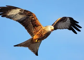 £4,000 reward offered in Nidderdale red kite investigation