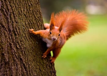 Wildlife activities for kids in Ullswater Valley in May