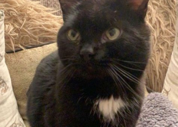 Have you seen missing cat Rolo from Egremont?