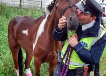 Fewer animal welfare issues at ‘quieter’ and ‘friendly’ Appleby Horse Fair