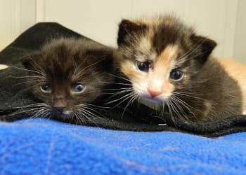 Mum and kittens abandoned in house as owner leaves UK during COVID-19 outbreak