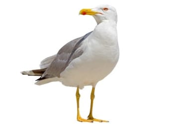 Seagull shot in Whitehaven
