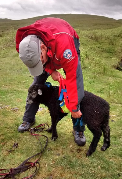 sheep rescue2