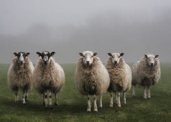 ‘Huge relief’ for farmers as trade deal is agreed