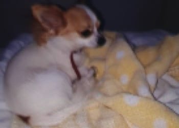 Chihuahua stolen from Workington hotel