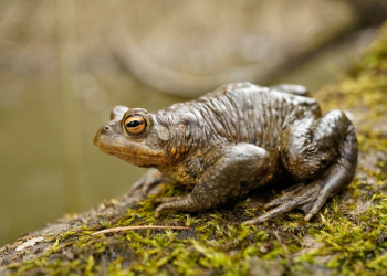 Drivers urged to slow down as frog and toad migration gets underway
