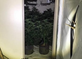 Men accused of roles in “million pound” Whitehaven cannabis supply ring