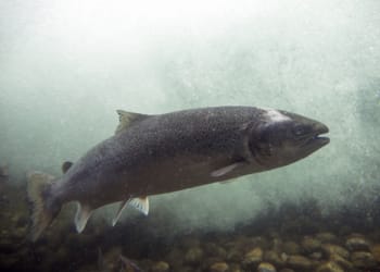 Consultation to tackle decline in salmon population