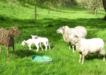 Wacky Witherslack sheep gathering