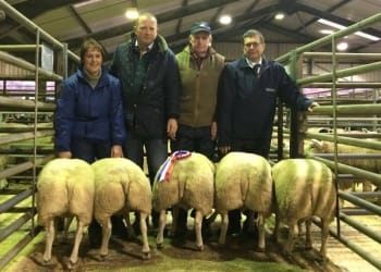 Penrith Prime Sheep and Store Lamb Report