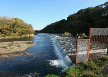A ray of hope in salmon crisis