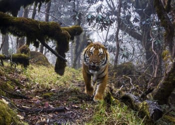 Prestigious wildlife exhibition heads to Whitehaven