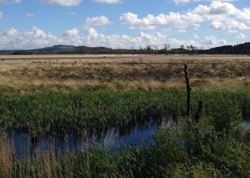 Vote for Foulshaw Moss Nature Reserve in international competition
