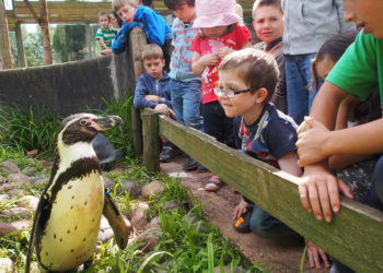 South Lakes Safari Zoo inspection: ‘Progress made but still some way to go’
