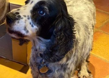 Urgent appeal for public’s help to find vulnerable dog with dementia