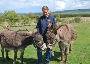 Two donkeys in need of urgent care found wandering loose on mountain road