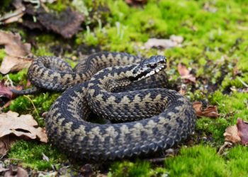 Snakes on a train line – Network Rail gives helping hand to reptiles’ homes