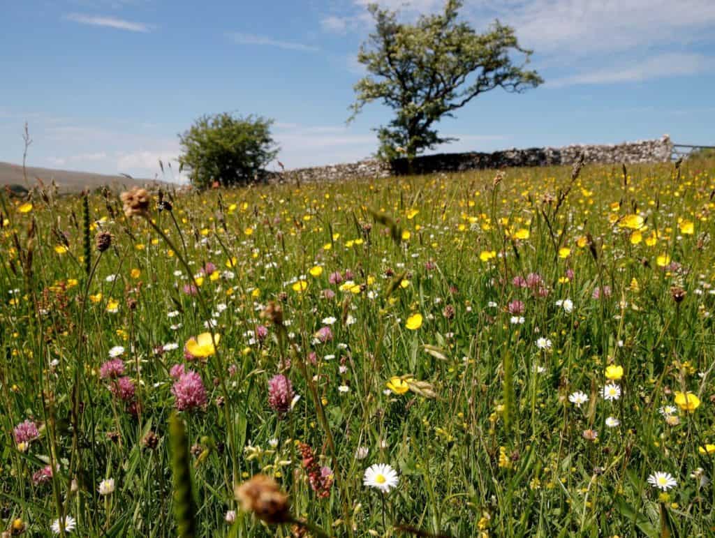 Bowberhead meadows.