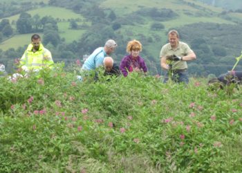 Can you help West Cumbria Rivers Trust deal with invasive plants?