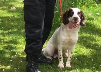 Springer Spaniel joins mental health and disability team