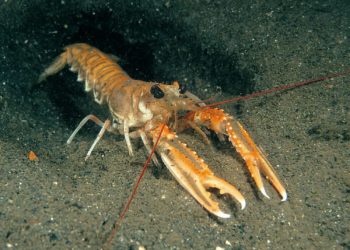 Long-fought campaign to create protected marine areas receives Government backing