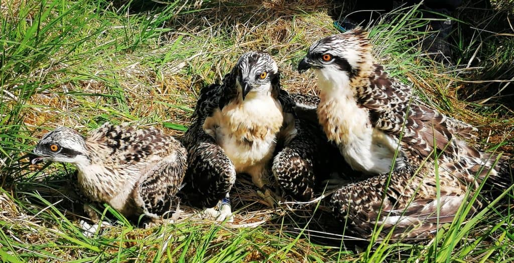 osprey webcam foulshaw moss