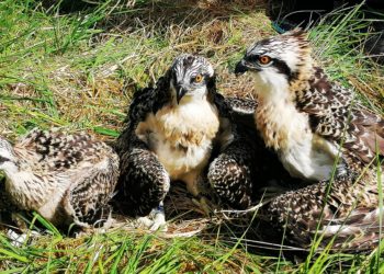 Centenary of osprey chicks ringed in Cumbria