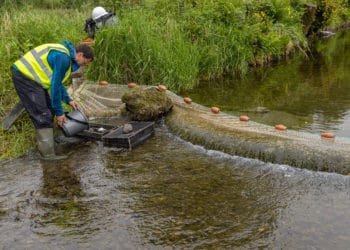 Volunteers-carrying-the-fish-to-another-stretch-of-river©National-Trust-Images Rob Grange