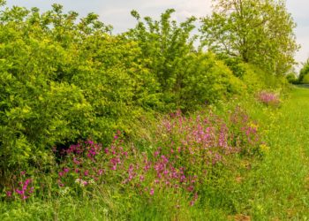 Grants to protect Cumbria’s hedgerows