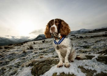 Statue unveiled in honour of Keswick canine superstar Max the Miracle Dog